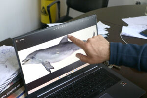 ‘Mersin’de son 2 yılda 6 yunus balığı ölü şekilde karaya vurdu’