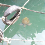 Vatandaşlar tarafından beslenen deniz kaplumbağaları balıkçı barınağını mesken edindi