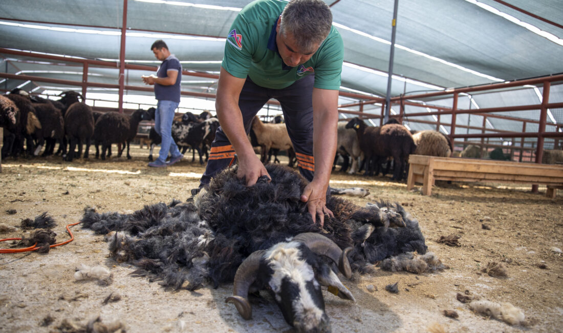 Türkiye’ye örnek olacak tarımsal