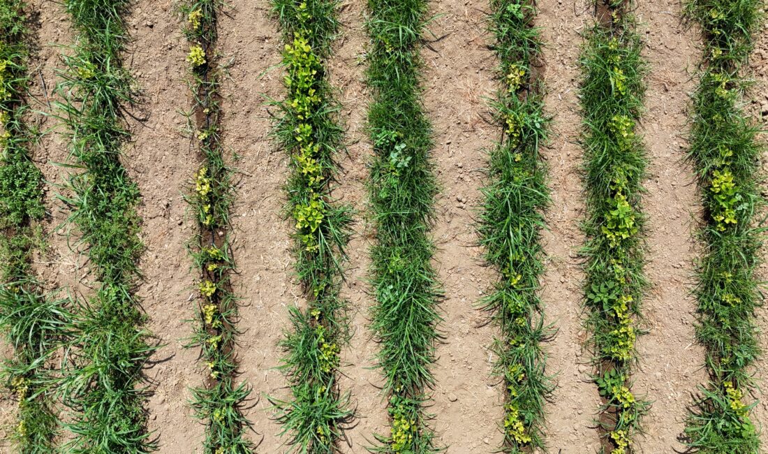 Mersin Üniversitesi (MEÜ) öğretim üyelerinin büyük ölçüde tamamladığı yerli ve