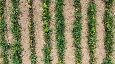 Mersin Üniversitesi (MEÜ) öğretim üyelerinin büyük ölçüde tamamladığı yerli ve