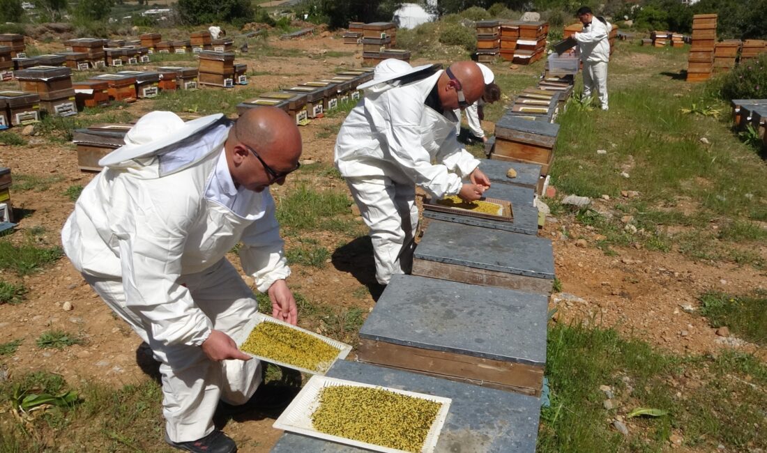 Türkiye’nin bal üretiminde önemli sıralarda yer alan Mersin’de, baharın gelmesiyle