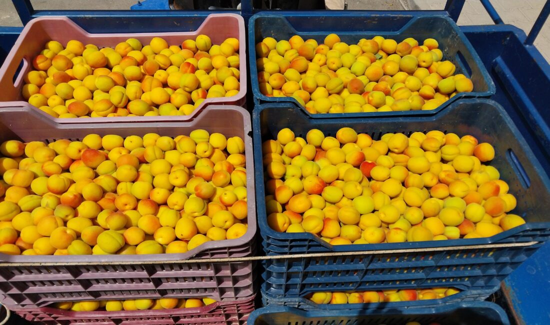 Türkiye’nin sofralık kayısı üretiminde ilk sırada yer alan Mersin’in Mut