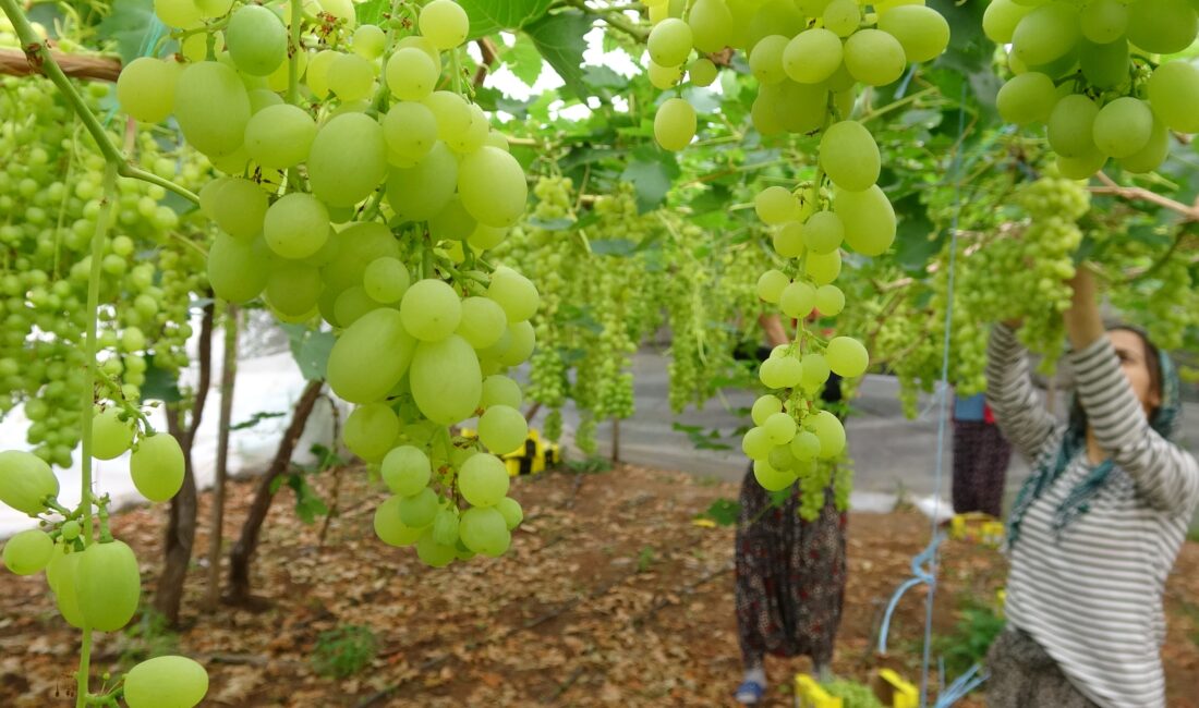 Türkiye’nin önemli üretim merkezlerinden Mersin‘de örtü altında turfanda üretilen üzümde hasat
