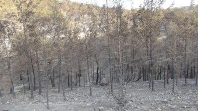 ‘BİZİ BU YANGINLARIN İHMALLER SONUCU ÇIKTIĞINA İNANDIRMAYA ÇALIŞIYORLAR!’