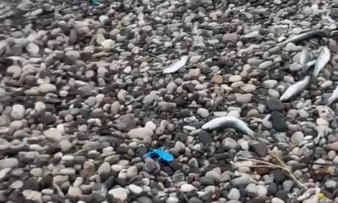 YİNE BİNLERCE ÖLÜ BALIK KAZANLI SAHİLİ’NDE! Kazanlı Mahallesi’nde yine bir çevre felaketi daha yaşanıyor. Mersin’deki Soda-Kromsan