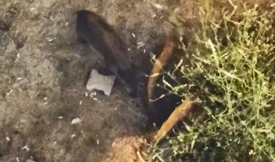 Domuzlar yazlıkların bahçesinde yiyecek aradı Mersin’de daha önceleri sahil kesimine yakın yerlerde bahçelere zarar veren