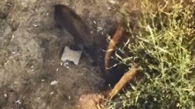 Domuzlar yazlıkların bahçesinde yiyecek aradı