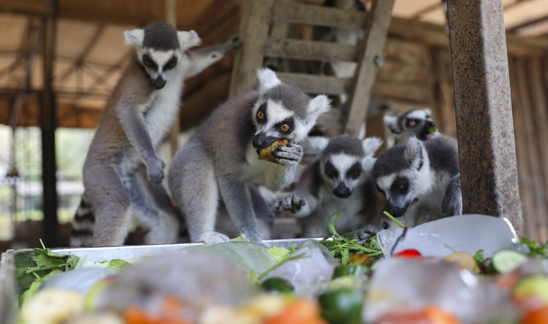 AŞIRI SICAĞIN OLUMSUZLUKLARI ASGARİYE İNDİRİLİYOR Mersin Büyükşehir Belediyesi Veteriner İşleri Dairesi Başkanlığı’na bağlı Tarsus Doğa