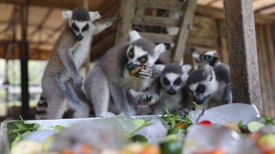 Mersin Büyükşehir Belediyesi Veteriner İşleri Dairesi Başkanlığı’na bağlı Tarsus Doğa