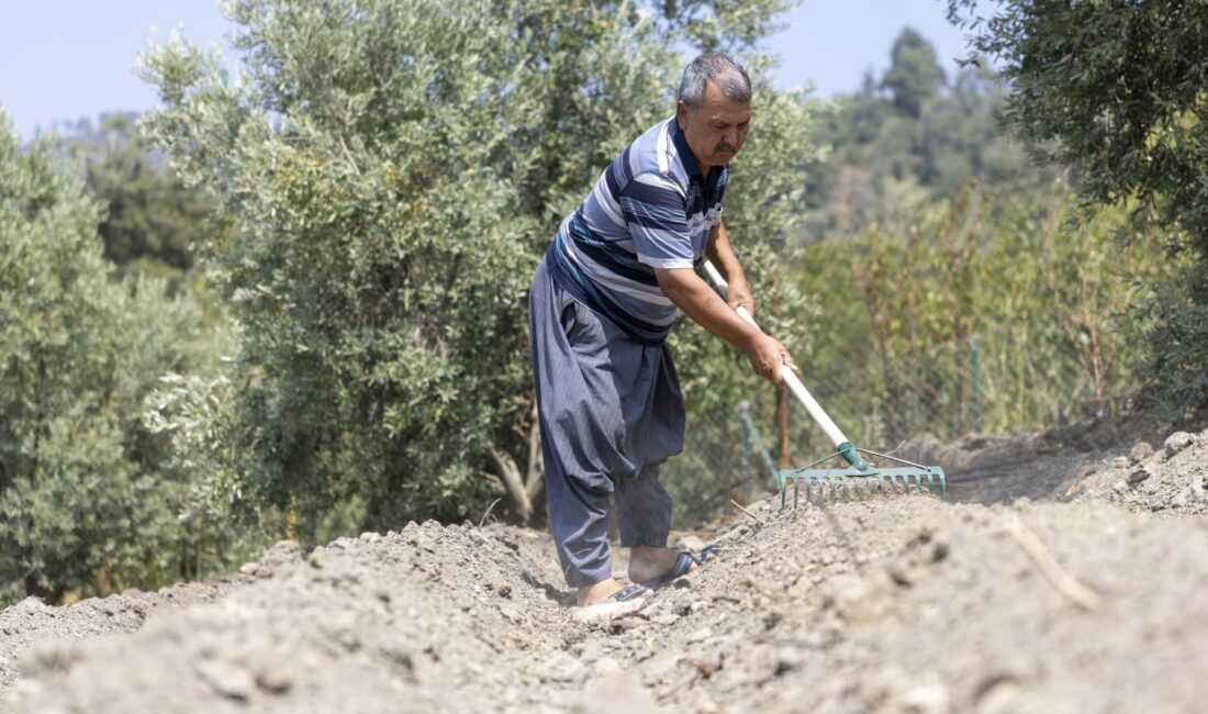 Mersin Yenişehir Belediyesinin desteğiyle 2021 yılında başlatılan Değirmençay Safran Yetiştiriciliği