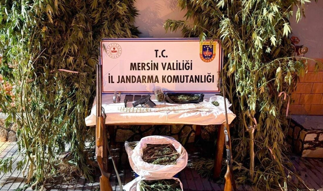 Mersin’de jandarma ekiplerinin düzenlediği operasyonda uyuşturucu madde üretmek için kenevir