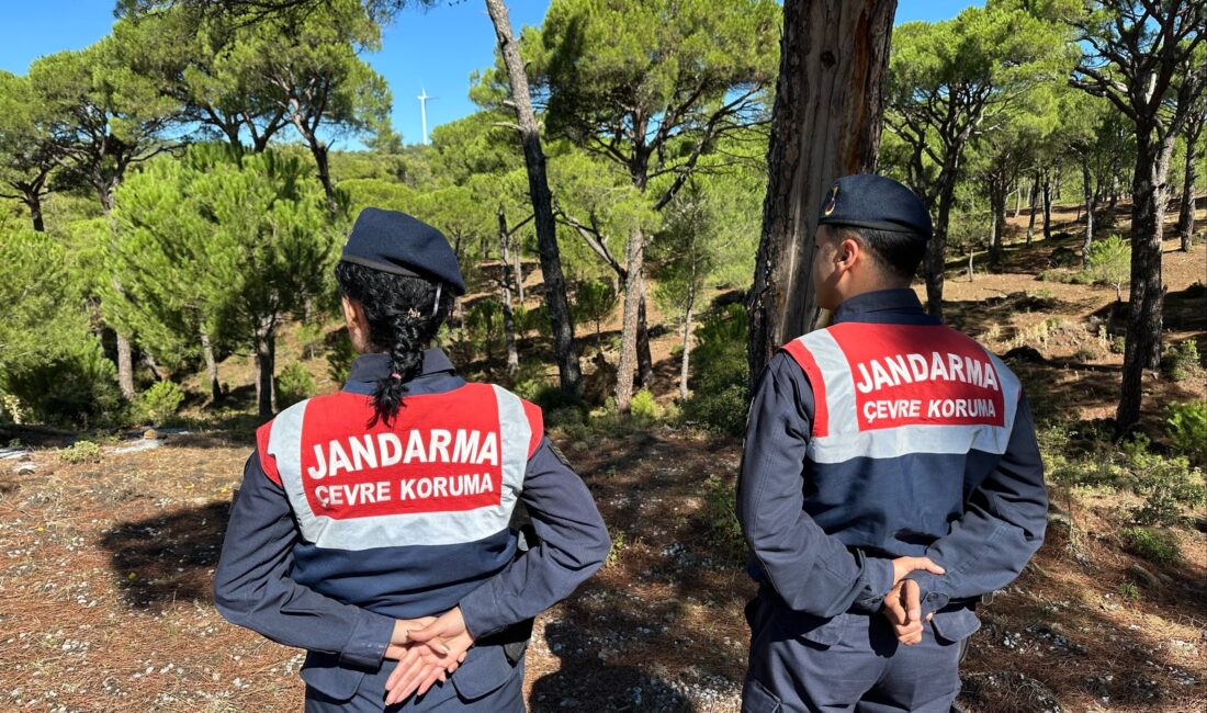 Jandarma ekipleri, Aydın’ın Koçarlı ilçesinde yetişen ve koparılması halinde 557