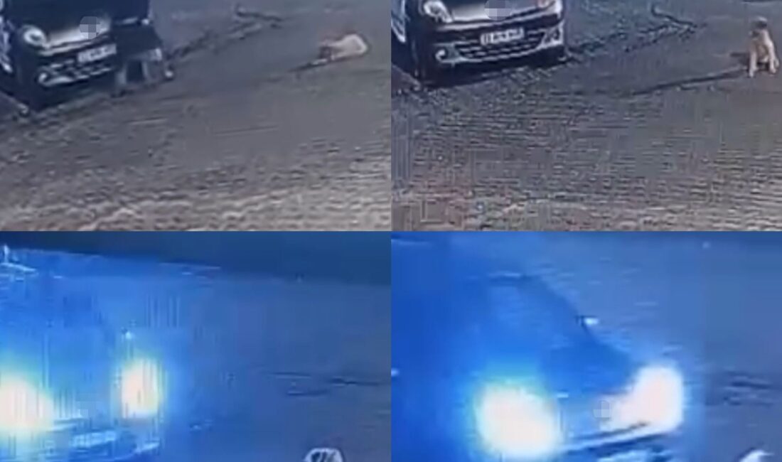 Aracın üzerinden geçtiği köpek telef oldu Mersin‘in Anamur ilçesinde hafif ticari aracın üzerinden geçtiği kangal cinsi