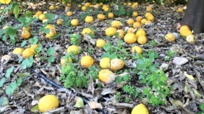 ÜRETİCİYE METELİK KALMIYOR!
