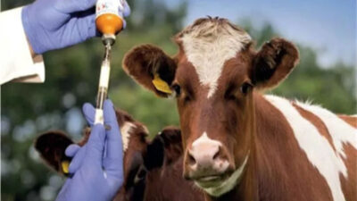 Edirne Milletvekili ve Ziraat Mühendisi Ediz Ün, inek sütü üretiminde