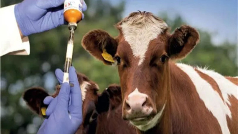 ŞAP HASTALIĞI VE YANLIŞ POLİTİKALAR SÜT ÜRETİMİNİ ÇÖKERTTİ Edirne Milletvekili ve Ziraat Mühendisi Ediz Ün, inek sütü üretiminde