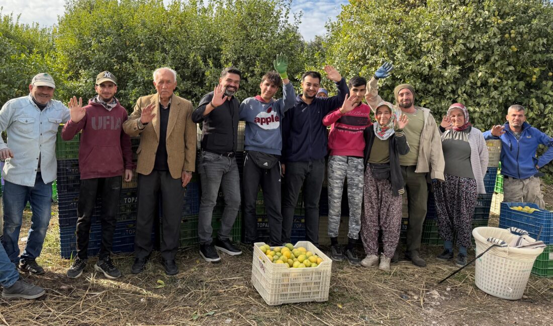 Binlerce ailenin geçim kaynağı limonun başkentinde hasat zamanı Binlerce aileye ekmek kapısı olan limonun başkenti olarak bilinen Mersin‘in Erdemli