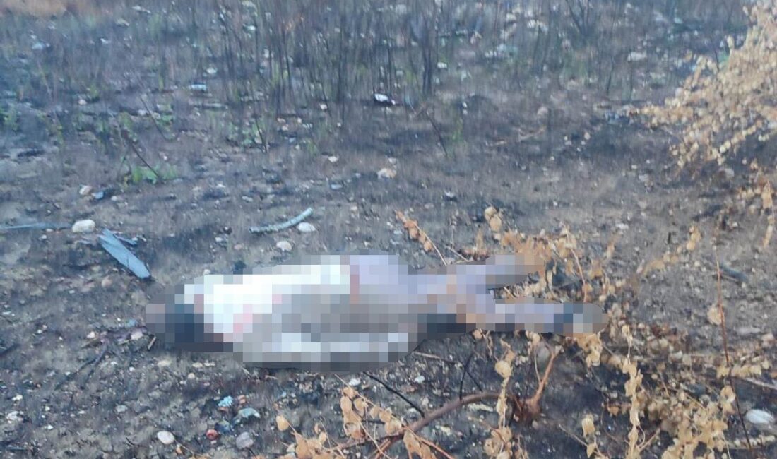 Mersin’de kaza yapan araç otoyolda, sürücüsü 30 metrelik köprünün altında ölü bulundu Mersin’de meydana gelen kazada yaklaşık 30 metre yüksekliğindeki viyadükten aşağı