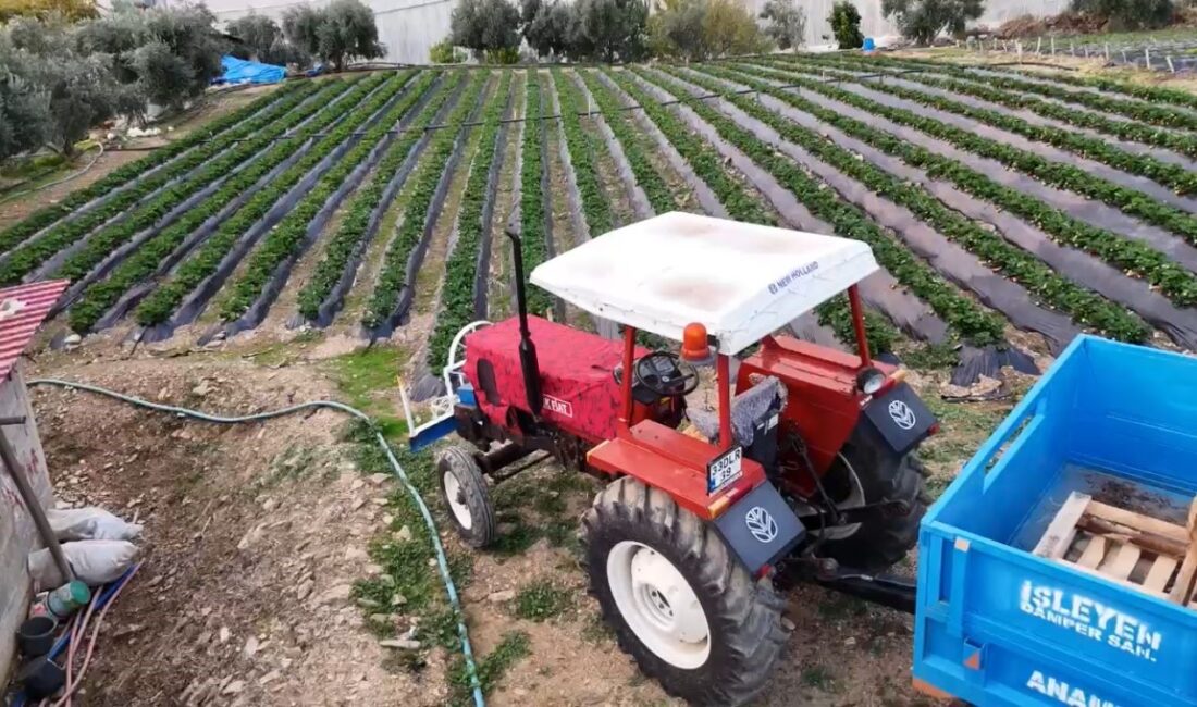 Mersin’de çilekte kış hasadı: Bahçede kilogramı 130 TL Mersin‘in Anamur ilçesinde önemli çilek üreticileri kış mevsiminde de hasat