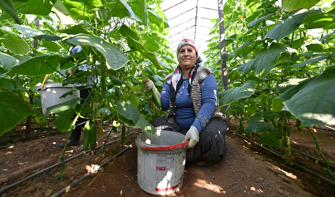 Mersin Büyükşehir Belediyesi tarafından Aydıncık’ta tarımsal üretimi desteklemek amacıyla hayata