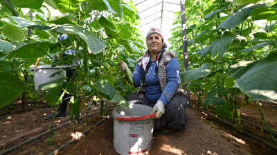 Mersin Büyükşehir Belediyesi tarafından Aydıncık’ta tarımsal üretimi desteklemek amacıyla hayata
