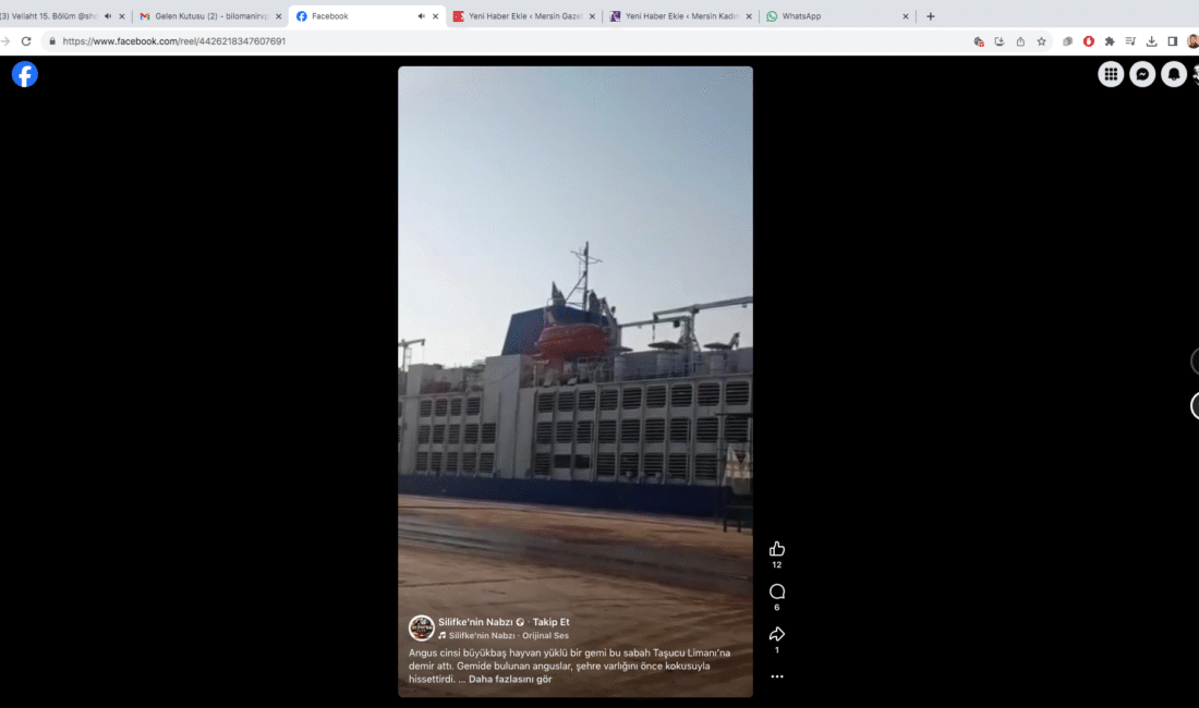 Angus cinsi büyükbaş hayvan yüklü bir gemi Taşucu Limanı’na demir