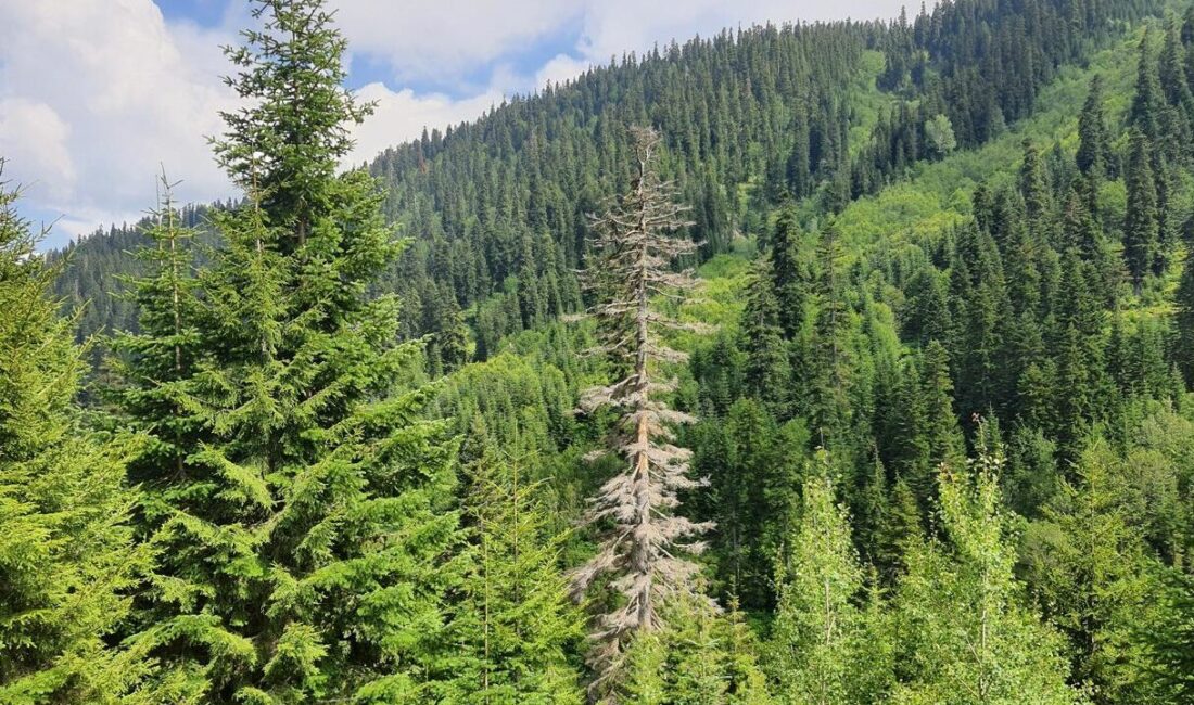 Resmi Gazete’de yayınlanan Cumhurbaşkanı kararıyla 11 ilde bazı alanlar orman