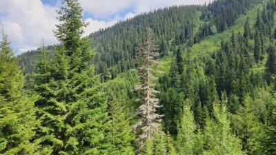 Resmi Gazete’de yayınlanan Cumhurbaşkanı kararıyla 11 ilde bazı alanlar orman