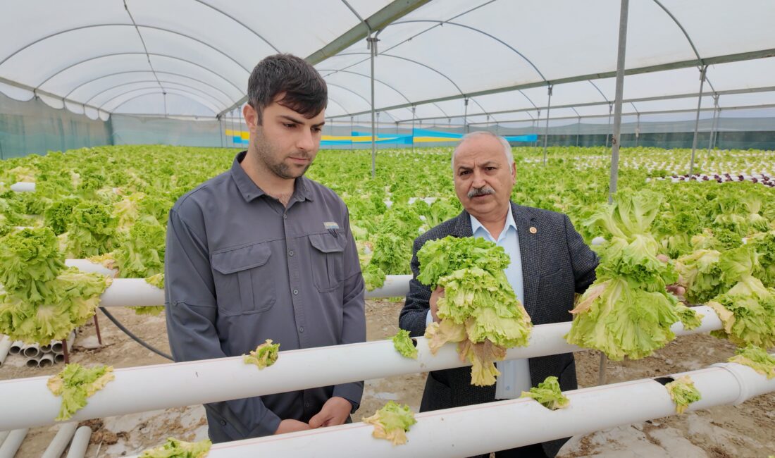 “Üretici marulları 2 liraya satamıyor, tüketici ise 50 liraya erişemiyor” Genç Üreticinin Tüm İmkanlarını Kullanarak Kurduğu Topraksız Tarım Tesisi, Maliyetin