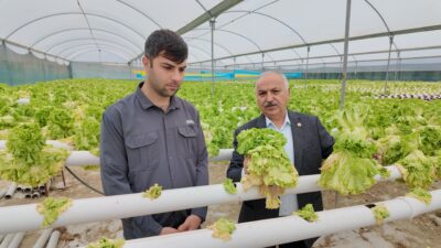 “Üretici marulları 2 liraya satamıyor, tüketici ise 50 liraya erişemiyor” Genç Üreticinin Tüm İmkanlarını Kullanarak Kurduğu Topraksız Tarım Tesisi, Maliyetin