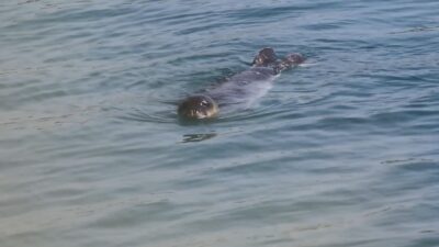 Bozyazı Kaymakamlığı, dünyada sayıları giderek azalan ve yok olma tehlikesi