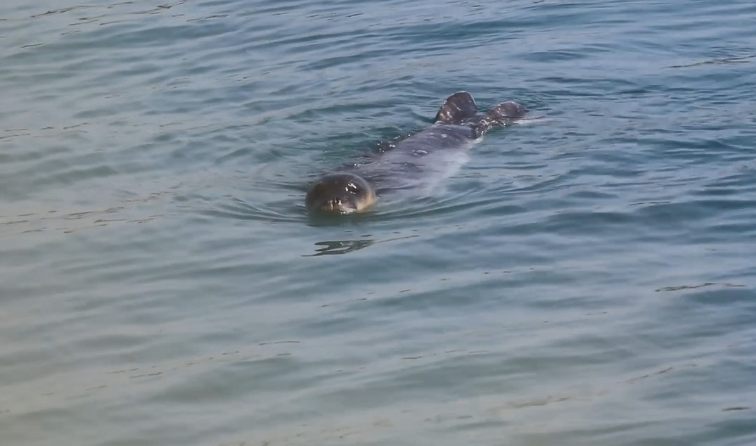 Akdeniz Fokları Bozyazı kıyılarında koruma altında Bozyazı Kaymakamlığı, dünyada sayıları giderek azalan ve yok olma tehlikesi