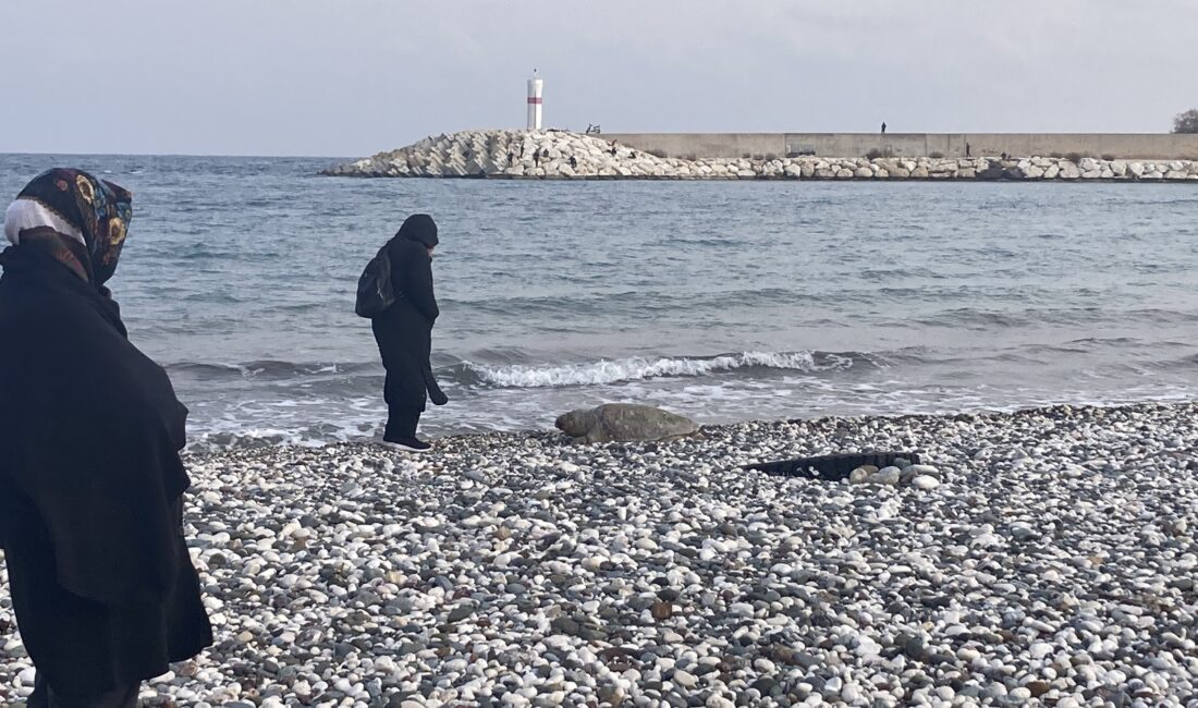 Telef olan caretta caretta halk plajına vurdu Mersin’in Erdemli ilçesinde halk plajına nesli tükenme tehlikesi altında olan
