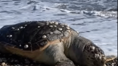 Son birkaç gündür sosyal medyada paylaşılan, Ocak ayında Mersin sahillerinde