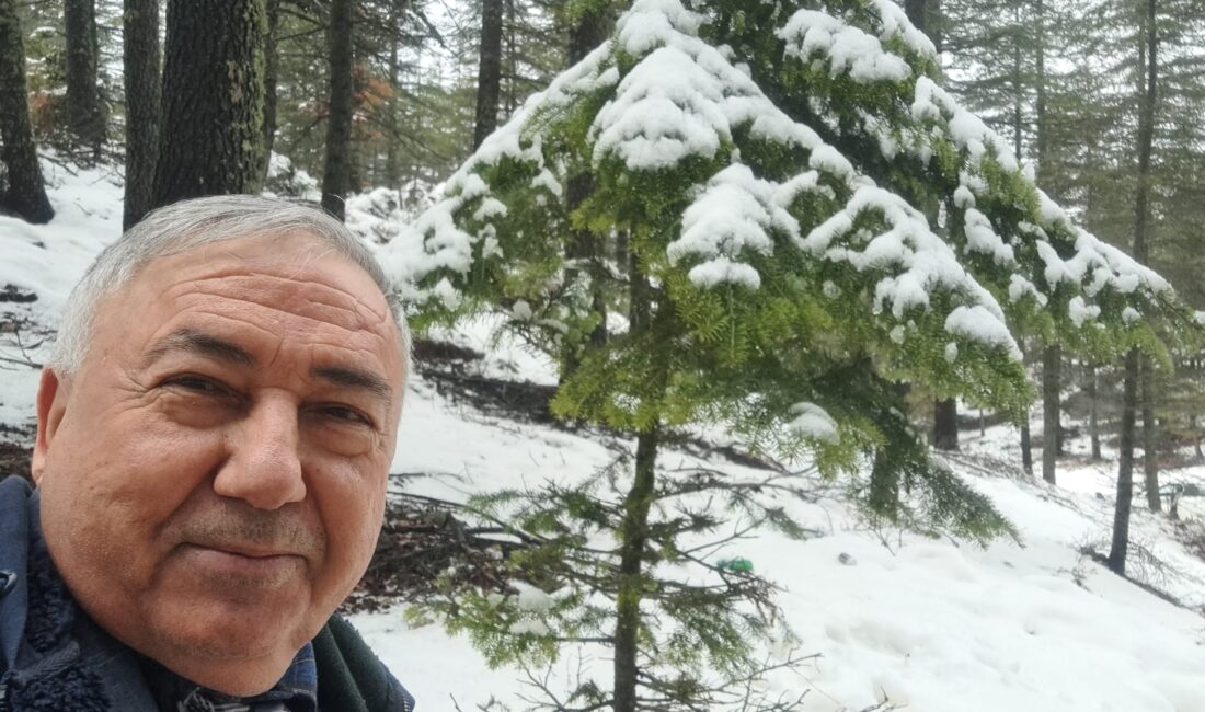 Mersin’in Toroslar dağlarında yüksek kesimlerinde kümeler halin bulunan sedir ormanları