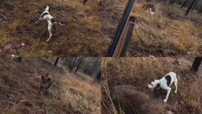 Mersin’de çulluk avına çıkan bir avcı, av köpeğinin tepki verdiği