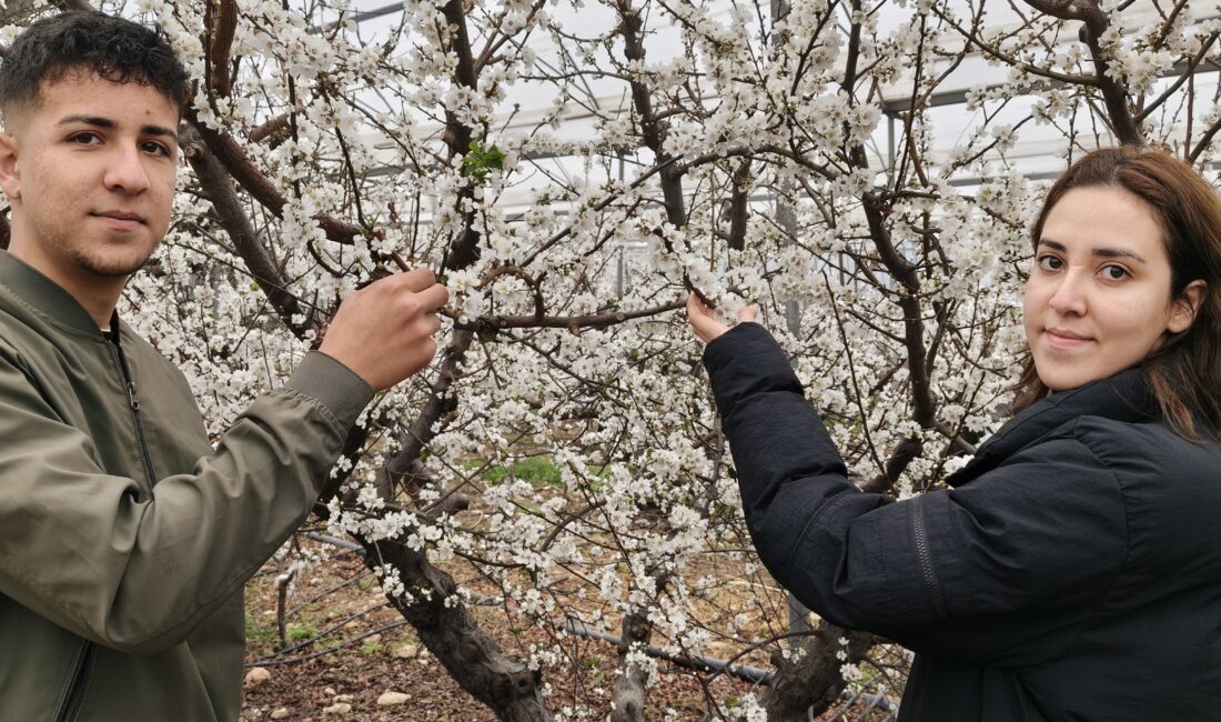Mersin’in Silifke ilçesinde, örtü altında yetiştirilen ve döllenmesi doğal olarak