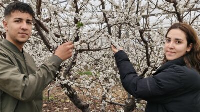 Mersin’in Silifke ilçesinde, örtü altında yetiştirilen ve döllenmesi doğal olarak