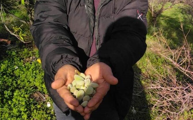 Kara kışta badem sürprizi