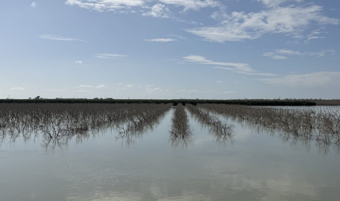 Seyhan Nehri taştı, Tarsus’ta tarım arazileri sular altında kaldı Son günlerde etkili olan şiddetli yağışların ardından baraj kapaklarının açılmasıyla
