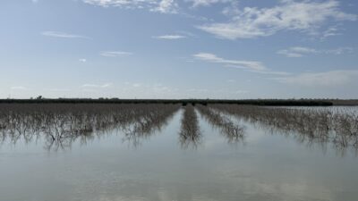 Son günlerde etkili olan şiddetli yağışların ardından baraj kapaklarının açılmasıyla