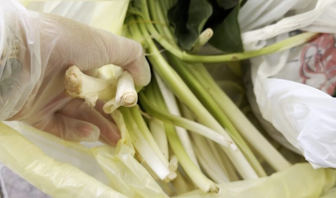 Doktor çiftin zor anları, ağzına alır almaz fenalaştı: “Pazı olarak aldığım ot, zehirli tirşik otu çıktı” Mersin‘de pazardan iddiaya göre pazı diye aldığı ürün zehirli tirşik