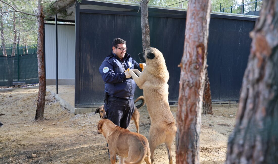Toroslar Belediye Başkanı Abdurrahman Yıldız’ın sokak hayvanlarının yaşam koşullarını iyileştirmek