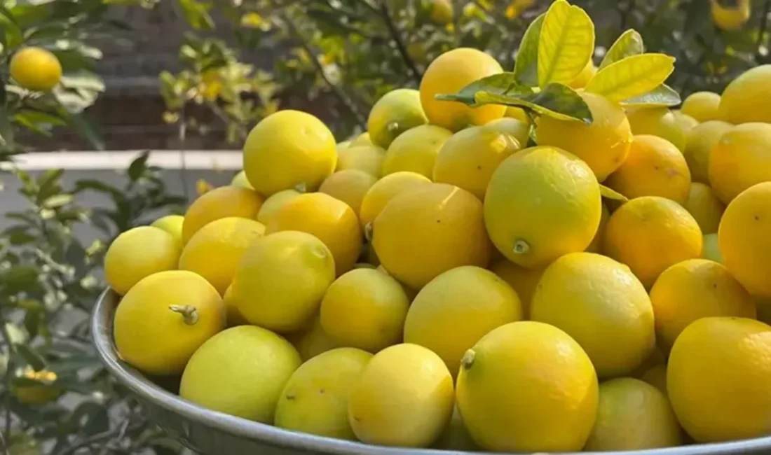 Ticaret Bakanlığı limon ithalatında gümrük vergisinin yeniden düzenlendiğini açıkladı. Ticaret Bakanlığı tarafından