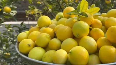 Ticaret Bakanlığı limon ithalatında gümrük vergisinin yeniden düzenlendiğini açıkladı. Ticaret Bakanlığı tarafından