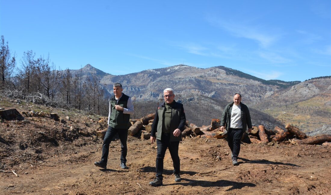Yanan Sahalarda İlk Çimlenmeler Görülmeye Başladı Mersin Orman Bölge Müdürlüğüne bağlı Silifke Orman İşletme Müdürlüğü sorumluluk