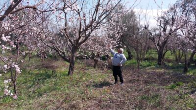 Sıcaklıkların mevsim normallerinin üzerinde seyrettiği Mersin’in Mut ilçesi, çiçek açan