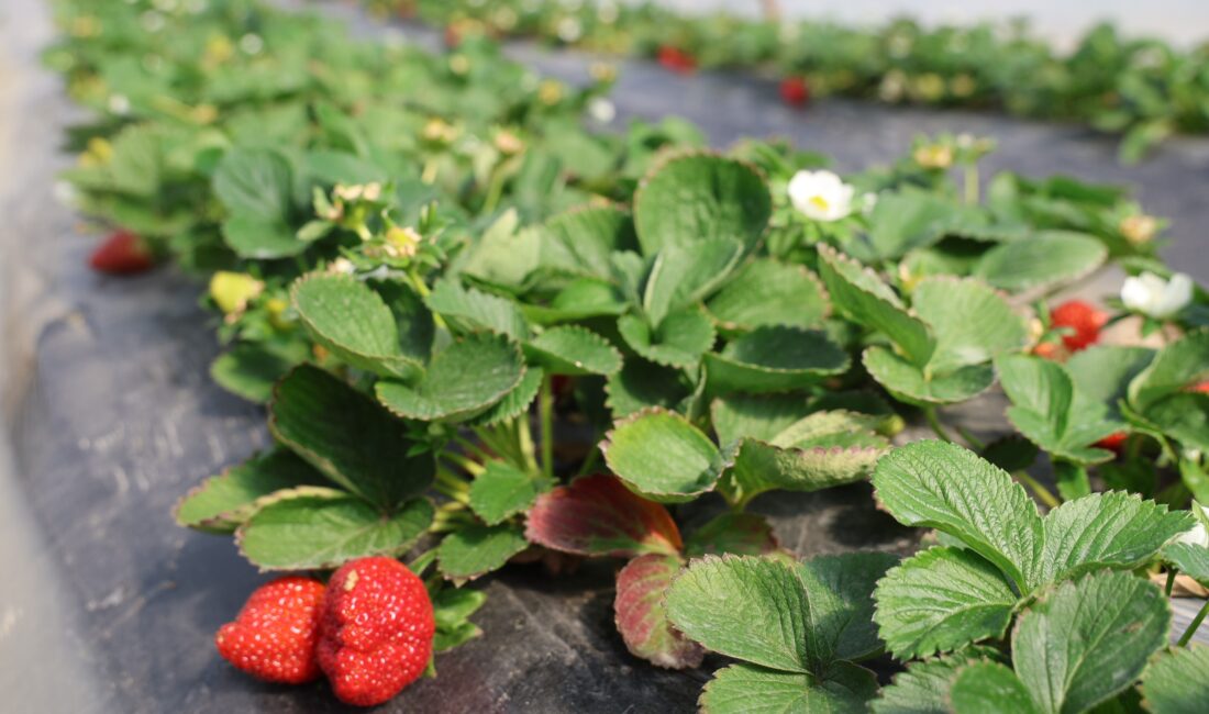 Narenciyeden umduğunu bulamayan üretici çileğe yöneldi Adana’nın Kozan ilçesinde narenciyeden umduğunu bulamayan üretici çileğe yöneldi. Üretimi