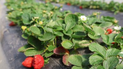 Adana’nın Kozan ilçesinde narenciyeden umduğunu bulamayan üretici çileğe yöneldi. Üretimi